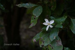 Gardenia resinifera